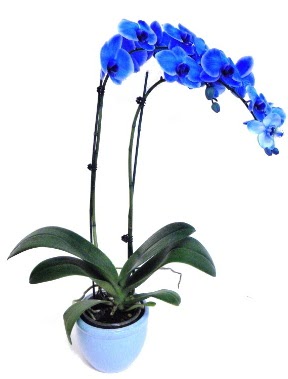 Seramikli 2 dall sper esiz mavi orkide  Ankara Karaaa Mah. ubuk iek servisi , ieki adresleri 