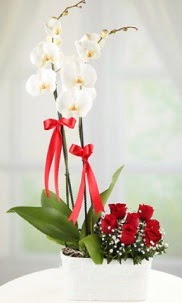 2 dall beyaz orkide ve 7 krmz gl  Ankara ubuk Alck Mah. nternetten iek siparii 