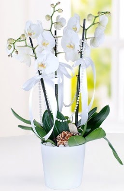 3 dall beyaz orkide  Ankara ubuk Akkuzulu Mah. iek yolla