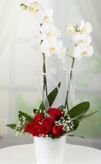 2 dall beyaz orkide 7 adet krmz gl  Ankara Cumhuriyet mah. ubuk 14 ubat sevgililer gn iek 