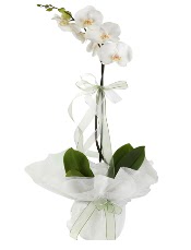 1 dal beyaz orkide iei  Ankara yldrm beyazt Mah. ubuk iek siparii