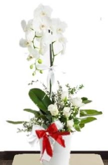 Tek dall beyaz orkide 5 beyaz gl  Ankara ubuk Fatih Mah. iek siparii sitesi 