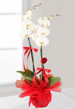 2 dall beyaz orkide ve 1 adet krmz gl  Ankara ubuk Kapakl Mah. anneler gn iek yolla 