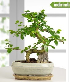S eklinde ithal gerek bonsai japon aac  Ankara ubuk Gkedere Mah. iek sat 