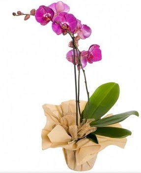 Tek dal mor orkide  Ankara Akbayr Mah. ubuk iek gnder