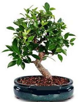 5 yanda japon aac bonsai bitkisi  Ankara ubuk Kapakl Mah. anneler gn iek yolla 