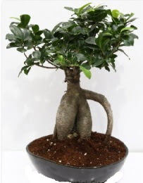 5 yanda japon aac bonsai bitkisi  Ankara ubuk Gkedere Mah. iek sat 