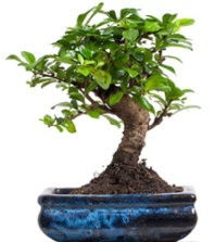 5 yanda japon aac bonsai bitkisi  Ankara Atatrk Mah. ubuk iek sat 