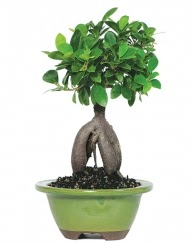 5 yanda japon aac bonsai bitkisi  ubuk mamhseyin Mah. Ankara cicek , cicekci 
