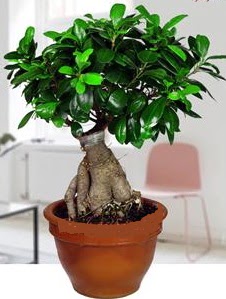5 yanda japon aac bonsai bitkisi  Ankara Barbaros mah ubuk online iek gnderme sipari 