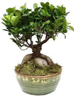 Japon aac bonsai saks bitkisi  Ankara ubuk Cumhuriyet Mah. iekiler
