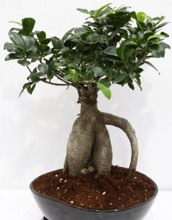 Japon aac bonsai saks bitkisi  Ankara ubuk Akkuzulu Mah. iek yolla