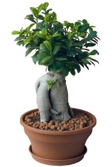 Japon aac bonsai saks bitkisi  ubuk Atatrk mah Ankara iek gnderme