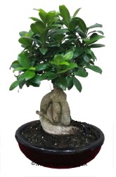 Japon aac bonsai saks bitkisi  Ankara ubuk Camili Mah. ucuz iek gnder 