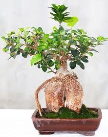 Japon aac bonsai saks bitkisi  Ankara ubuk Camili Mah. ucuz iek gnder 