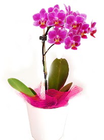 Tek dall mor orkide  Ankara ubuk Aaavundur Mah. ieki telefonlar