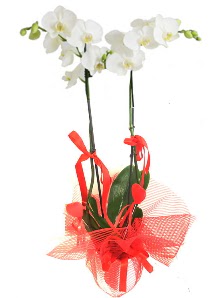 2 dall beyaz orkide bitkisi  Ankara Melikah Mah. ubuk ieki adresleri telefonlar