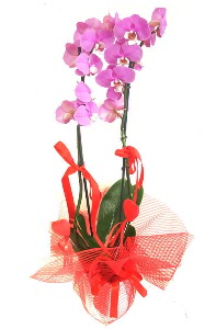 2 dall mor orkide bitkisi  Ankara Atatrk Mah. ubuk iek sat 