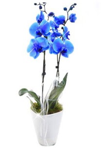 2 dall AILI mavi orkide  Ankara Atatrk Mah. ubuk iek sat 