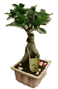 Japon aac bonsai seramik saks  Ankara Yldrm Beyazt Mah. iek maazas , ieki adresleri 