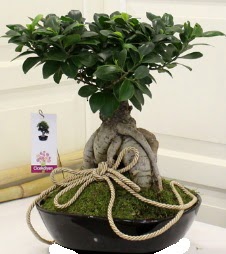 Japon aac bonsai sat  Ankara Karaaa Mah. ubuk iek servisi , ieki adresleri 