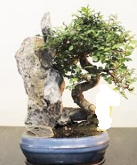 Japon aac bonsai saks bitkisi sat  Ankara ubuk Gkedere Mah. iek sat 