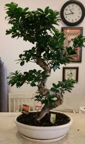 100 cm yksekliinde dev bonsai japon aac  Ankara ubuk Cumhuriyet Mah. iekiler