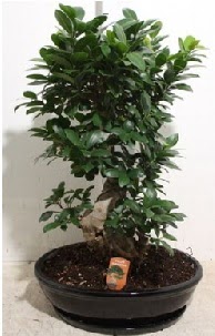 75 CM Ginseng bonsai Japon aac  Ankara ubuk Alck Mah. nternetten iek siparii 