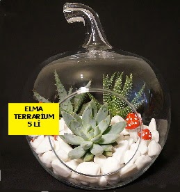 5 kaktsl Elma terrarium orta boy  Ankara Barbaros mah ubuk online iek gnderme sipari 