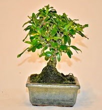 Zelco bonsai saks bitkisi  Ankara Karaaa Mah. ubuk iek servisi , ieki adresleri 