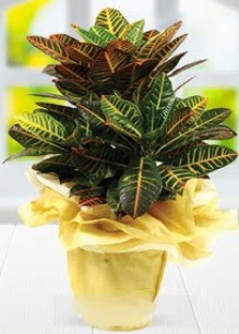 Orta boy kraton saks bitkisi  Ankara Barbaros mah ubuk online iek gnderme sipari 