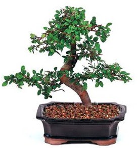 thal bonsai japon aac  Ankara ubuk Fatih Mah. iek siparii sitesi 