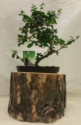 Doal ktk iinde bonsai japon aac  Ankara ubuk Cumhuriyet Mah. iekiler