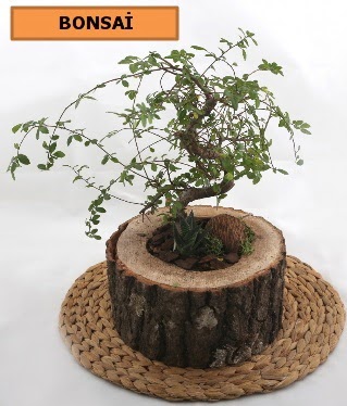 Doal aa ktk ierisinde bonsai bitkisi  Ankara Akbayr Mah. ubuk iek gnder