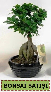 Bonsai japon aac ginseng bonsai  Ankara Yldrm Beyazt Mah. iek maazas , ieki adresleri 