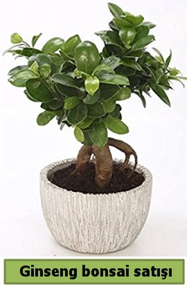 Ginseng bonsai japon aac sat  Ankara ubuk Aaavundur Mah. ieki telefonlar