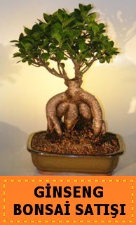 Ginseng bonsai sat japon aac  ubuk mamhseyin Mah. Ankara cicek , cicekci 