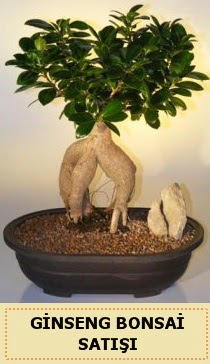 thal Ginseng bonsai sat japon aac  Ankara ubuk Fatih Mah. iek siparii sitesi 