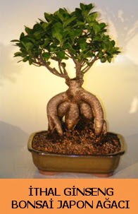 thal japon aac ginseng bonsai sat  Ankara ubuk Cumhuriyet Mah. iekiler