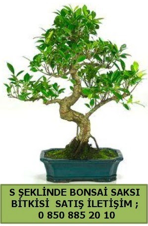 thal S eklinde dal erilii bonsai sat  ubuk Atatrk mah Ankara iek gnderme