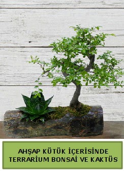 Ahap ktk bonsai kakts teraryum  Ankara ubuk kipnar Mah. dn iekleri