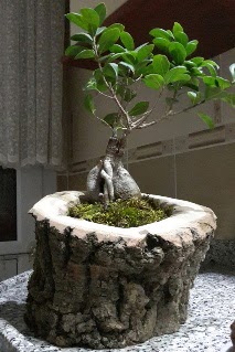 Ahap ktk ierisinde ginseng bonsai  Ankara ubuk kipnar Mah. dn iekleri