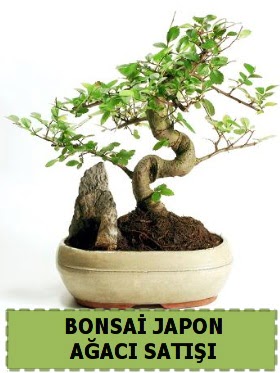 Bonsai japon  aac sat Minyatr thal  Ankara ubuk kipnar Mah. dn iekleri