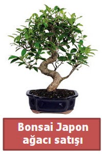 Japon aac bonsai sat  Ankara ubuk Fatih Mah. iek siparii sitesi 