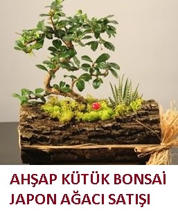 Ahap ktk ierisinde bonsai ve 3 kakts  Ankara Esenboa Merkez Mah. ubuk Dumlupnar Mah. ieki maazas 