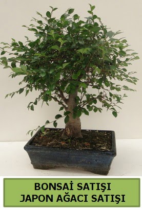 Minyatr bonsai japon aac sat  Ankara Akbayr Mah. ubuk iek gnder