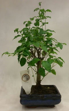Minyatr bonsai japon aac sat  Ankara ubuk Aaavundur Mah. ieki telefonlar
