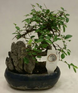 thal 1.ci kalite bonsai japon aac  Ankara Atatrk Mah. ubuk iek sat 