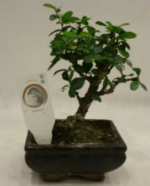 Kk minyatr bonsai japon aac  ubuk Atatrk mah Ankara iek gnderme