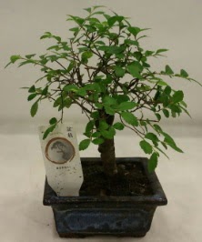 Minyatr ithal japon aac bonsai bitkisi  Ankara Atatrk Mah. ubuk iek sat 